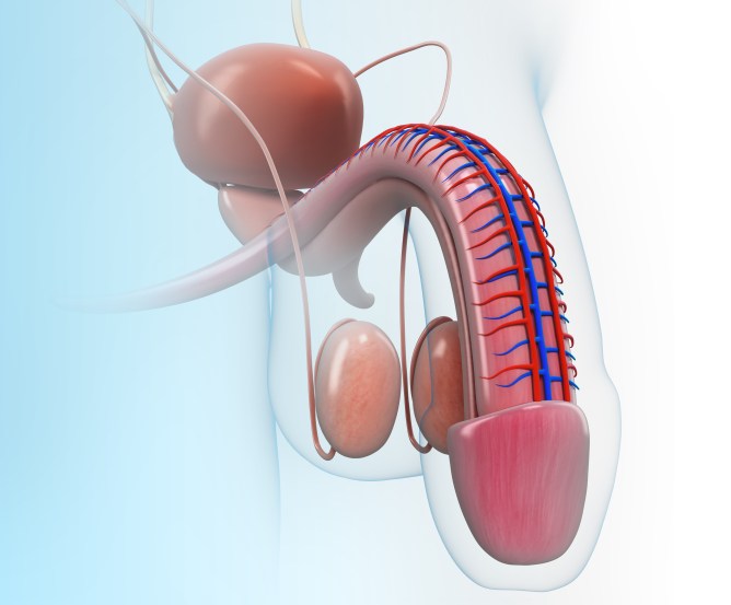 Dicke Ader Am Penis Dicke Ader Am Penis
