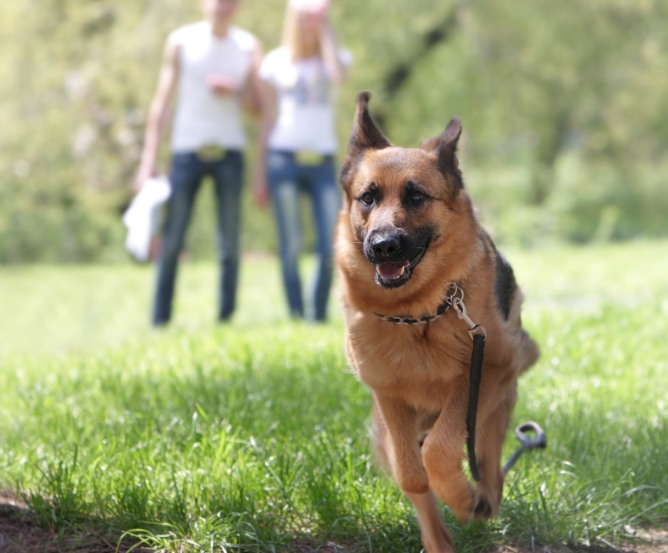Berliner Hund Leinenpflicht Leinenzwang Berliner Hund Leinenpflicht Leinenzwang