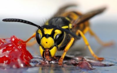 Umgang mit Wespen: Haushaltsmitteln zum Wespen vertreiben – Stichheiler
