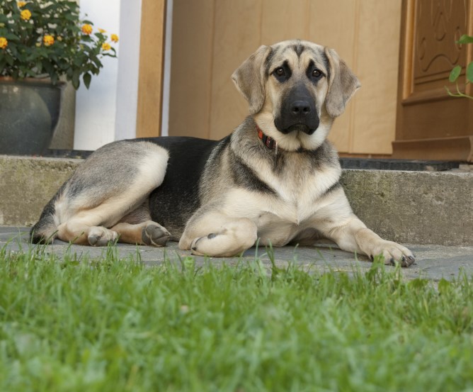 arbeitsweg-hund © Fotolia.com