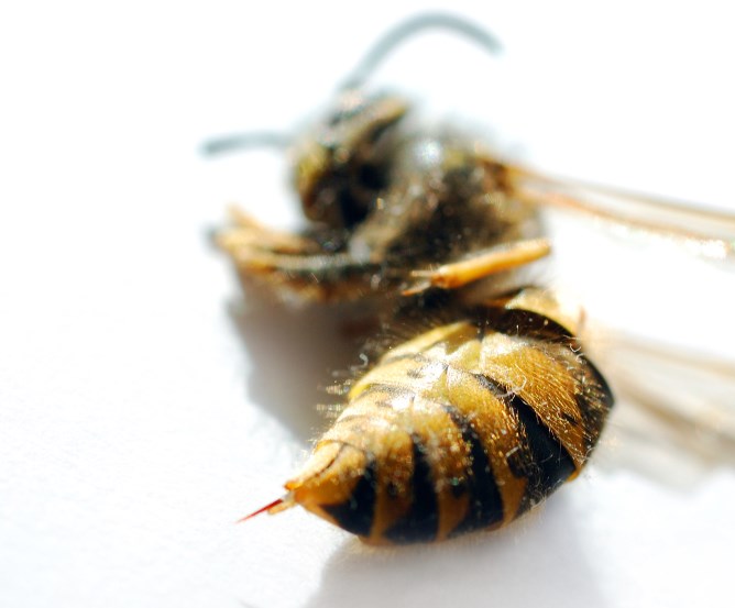 Behandlung von Insektenstichen / Wespenstichen