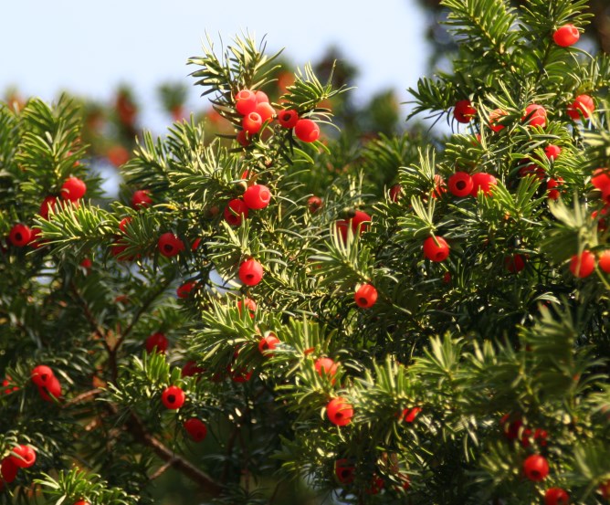 Giftige Pflanze Eibe mit Beeren