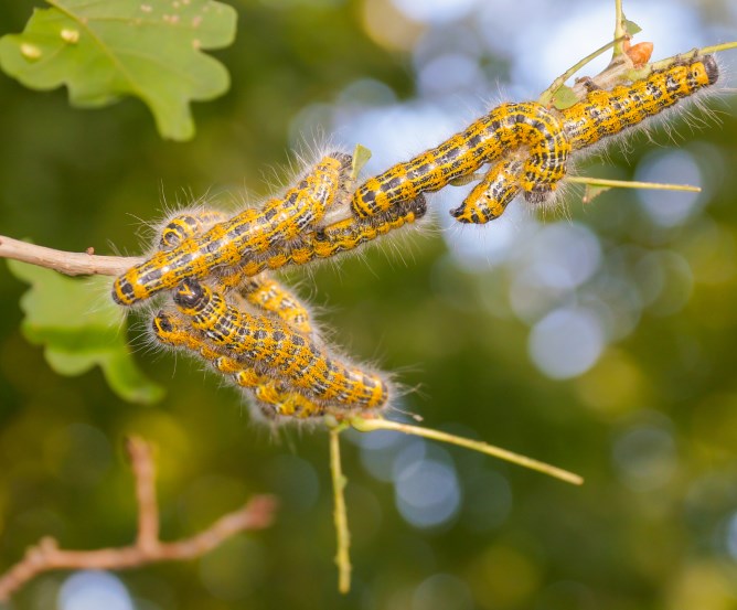 eichenprozessionsspinner © Fotolia.com