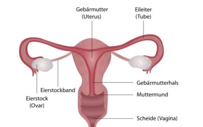 Gebärmutterhalskrebs – Früherkennung rettet Leben