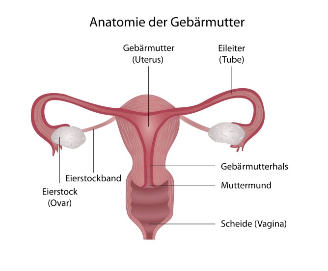 gebaermutter © Fotolia.com