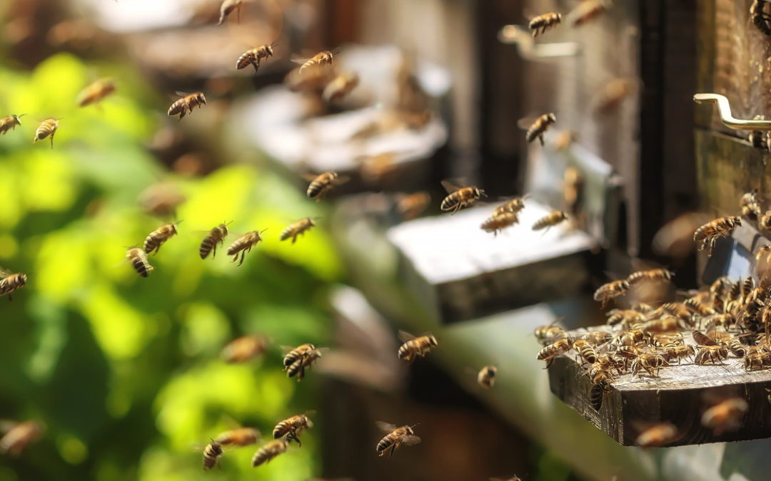 Haftpflichtversicherung Bienen