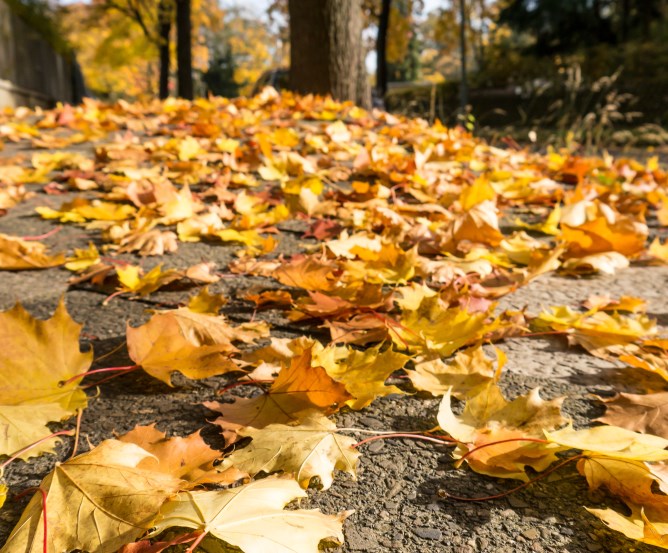 herbstlaub-haftpflichtversicherung © Fotolia.com