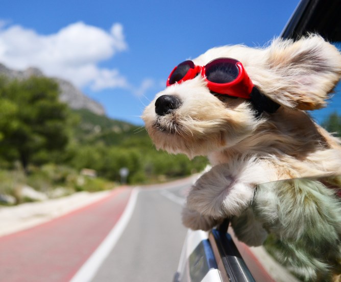 hund-auto-versicherung © Fotolia.com