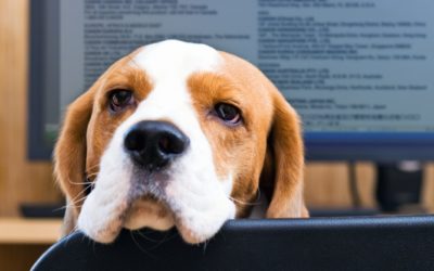 Büro: Hunde am Arbeitsplatz?