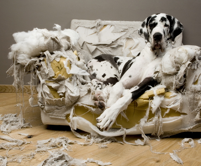 hund-dogge-liegt-auf-zerfetztem-sessel © Fotolia.com hund-dogge-liegt-auf-zerfetztem-sessel © Fotolia.com