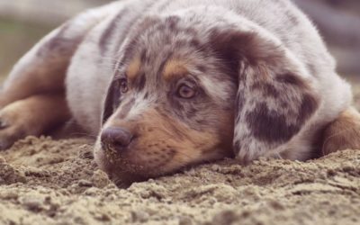 Hundehalter-Haftpflichtversicherung – Warum eine Forderungsausfalldeckung sinnvoll ist