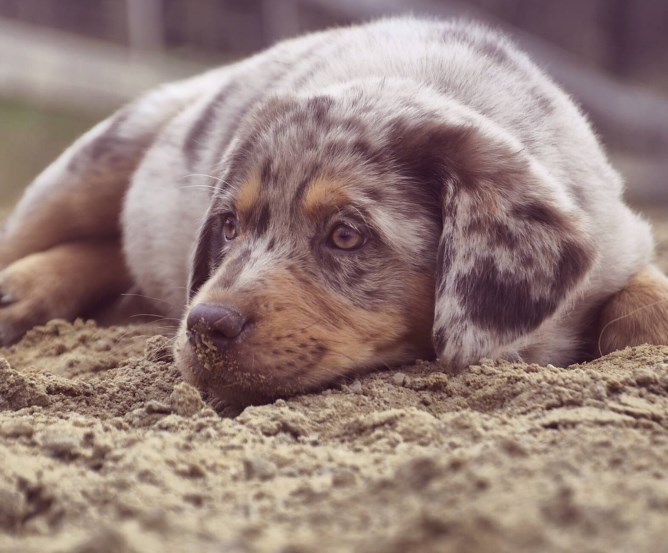 hundehalter-haftpflicht-forderungsausfalldeckung © Franziska Stein