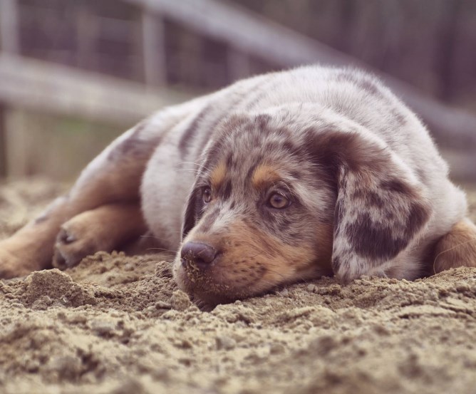 Hundehalter-Haftpflicht - Warum eine Forderungsausfalldeckung sinnvoll ist © Franziska Stein