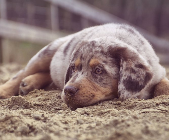 Hundehalter-Haftpflicht - Warum eine Forderungsausfalldeckung sinnvoll ist © Franziska Stein Hundehalter-Haftpflicht - Warum eine Forderungsausfalldeckung sinnvoll ist © Franziska Stein
