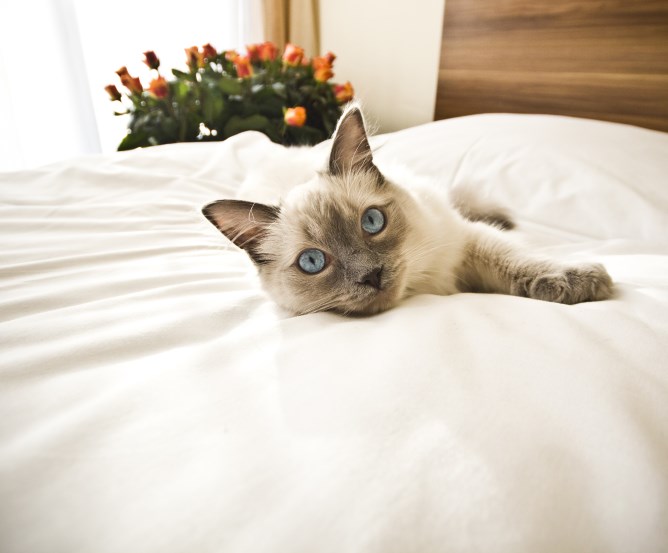 katze-hotelzimmer-berlin © Fotolia.com