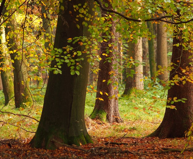 laubbaum-holzmarkt © Fotolia.com