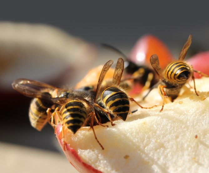 Wespenfalle mit Lockstoffen selber bauen oder Lockstoff auslegen