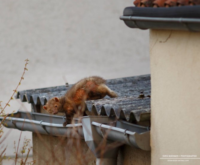Ein Marder ist im Haus wie wird man ihn wieder los? Reve24