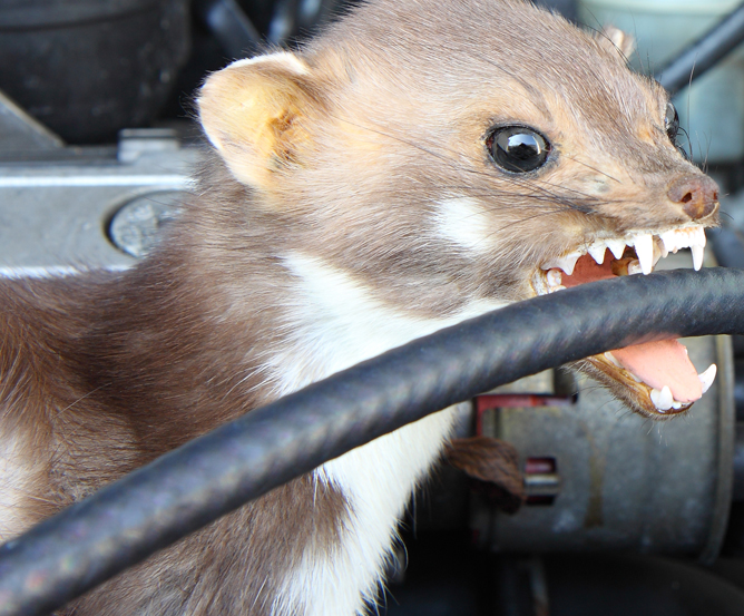 Marder Tierbiss Versicherung © Fotolia.com