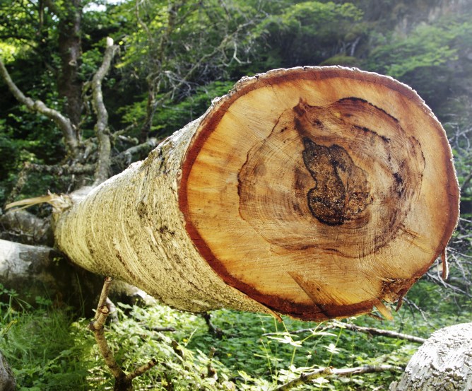 rohstoffinvestment-holz © Fotolia.com