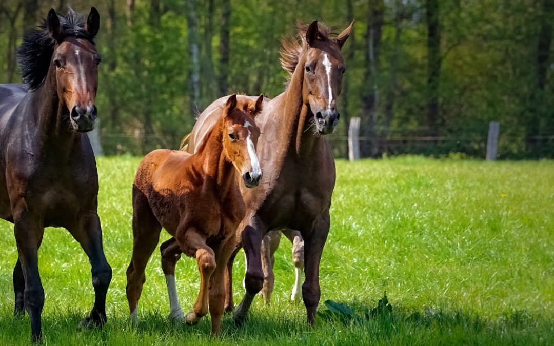 Tierhaftpflichtversicherung Pferd