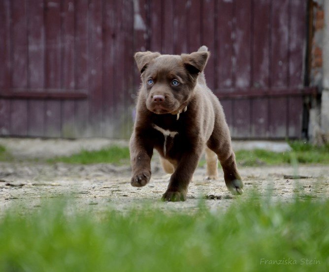 tierhaftpflichtversicherung © Franziska Stein