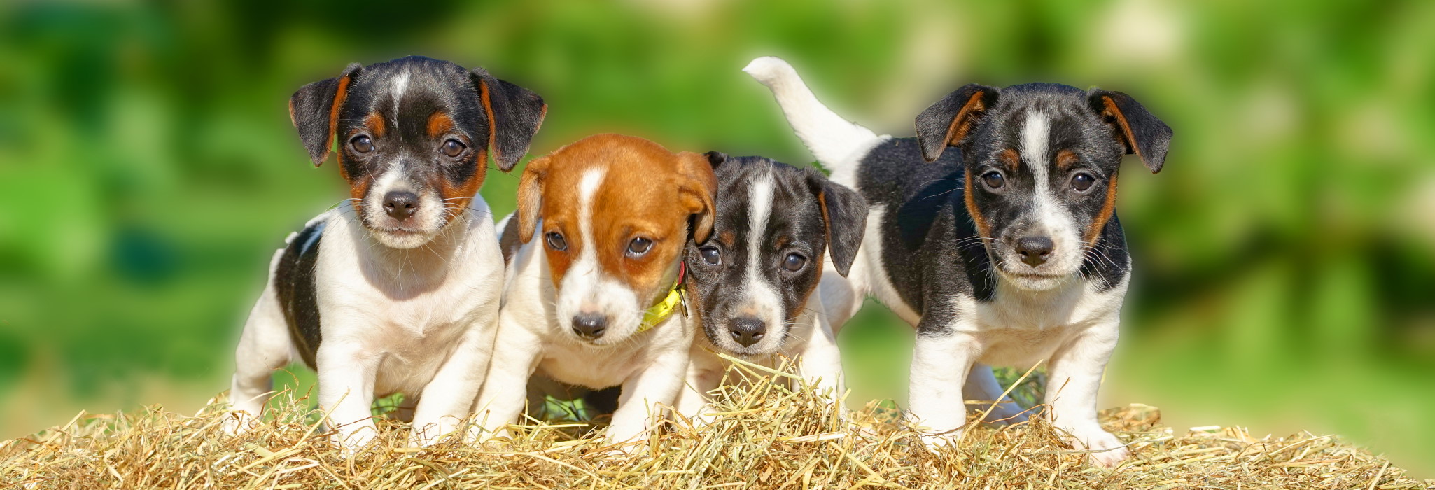 Tierkrankenversicherung Hund - Krankenversicherung / OP-Versicherung