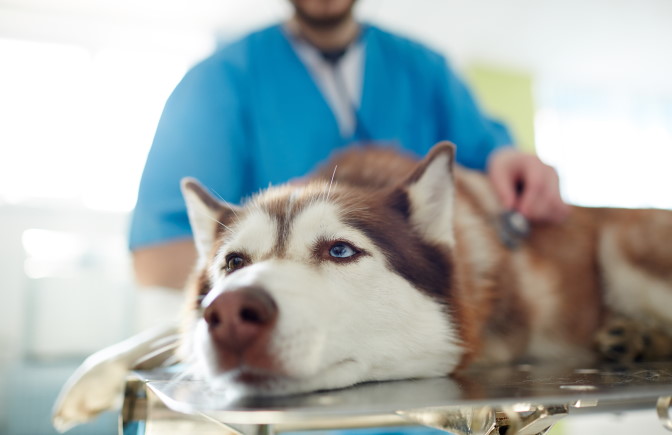 Tierkrankenversicherung