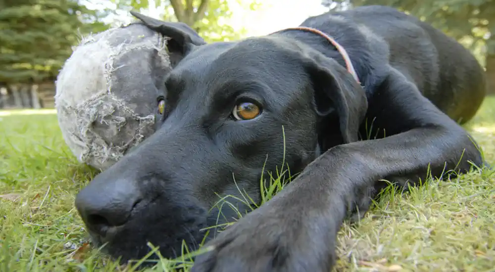 Versicherungen für den Hund