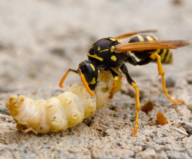 Wespen fressen Insekten | Mücken | Schädlinge